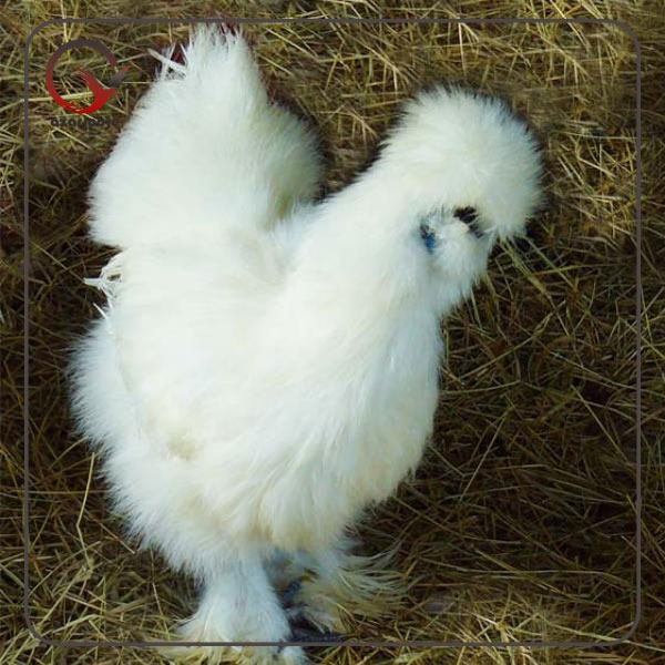 تخم نطفه دار مرغ ابریشمی سفید 