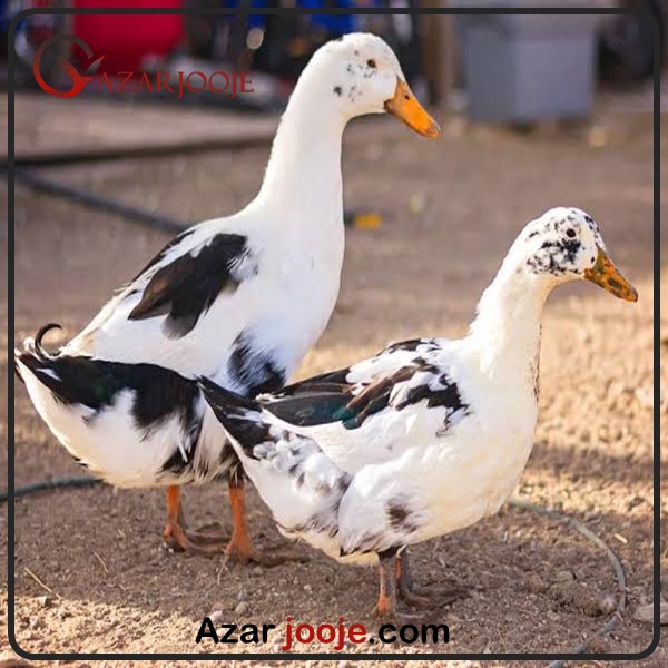 تخم اردک نطفه دار