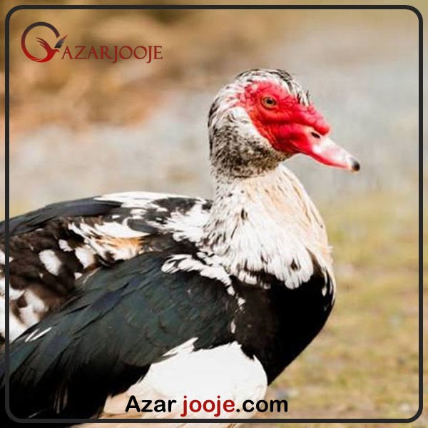 تخم نطفه دار اردک مسکویی
