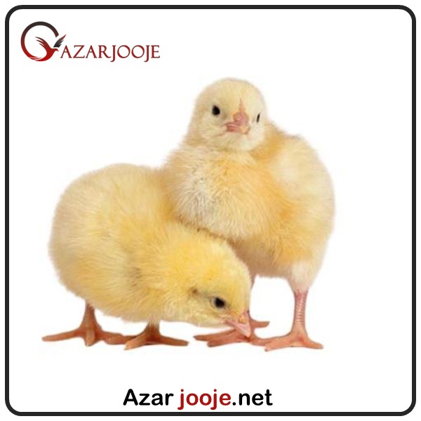 جوجه راس گوشتی