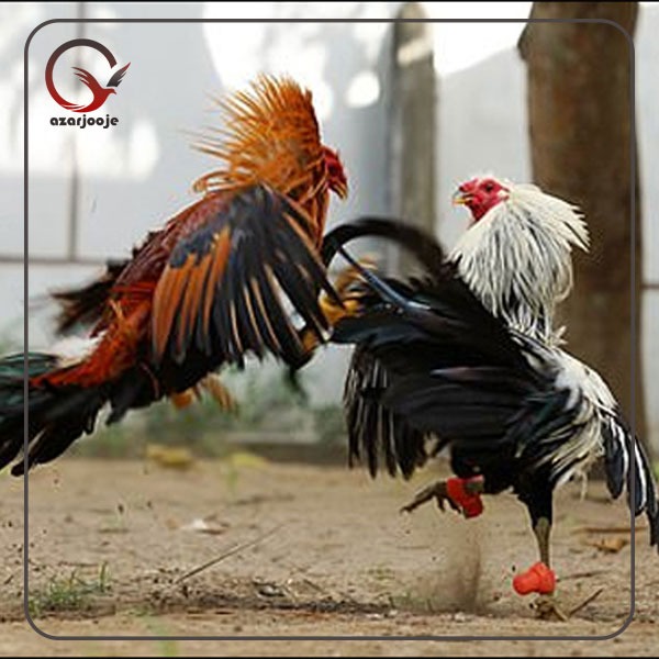 مرغ و خروس لاری افغان 