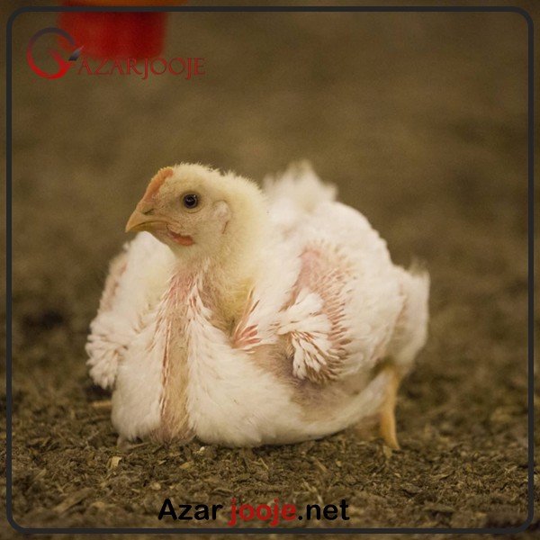 مرغ راس گوشتی