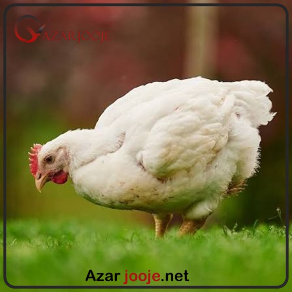 تخم نطفه دار مرغ گوشتی 