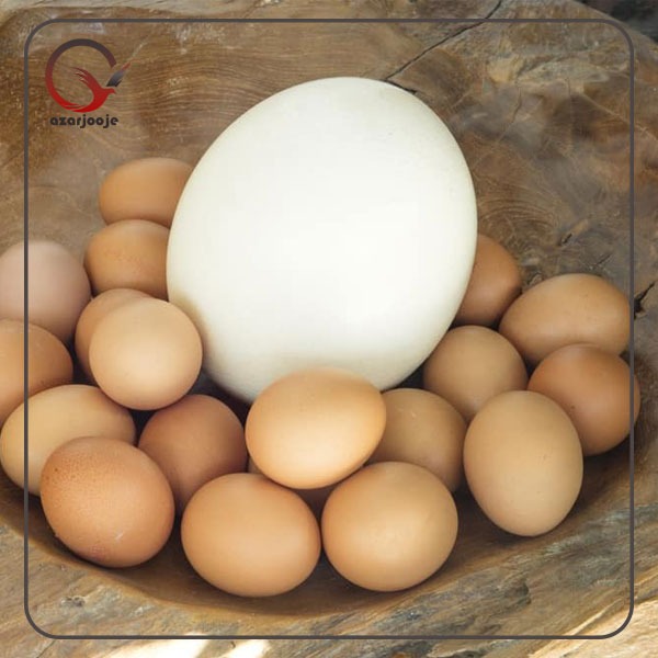 تخم شترمرغ و مرغ محلی تخم گذار 