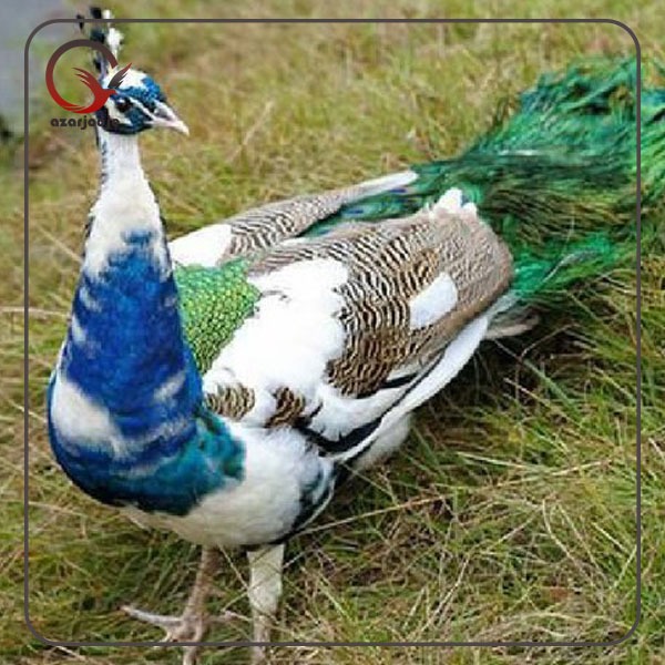 تخم نطفه دار طاووس ابلغ