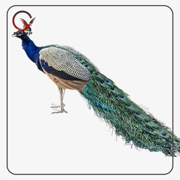 تخم نطفه دار طاووس با کیفیت