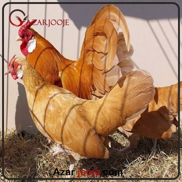 تخم مرغ نطفه دار رزکامپ گلد