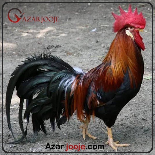 تخم نطفه دار رز کامپ