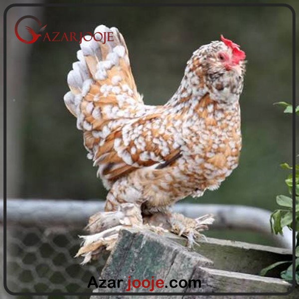 تخم نطفه دار مرغ بلژیکی