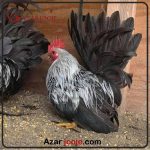 تخم نطفه دار مرغ جاپنیز