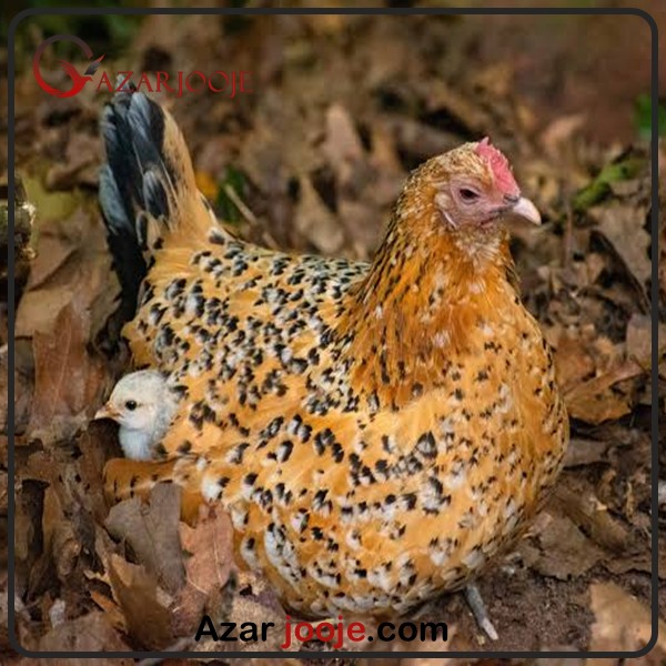 جوجه مرغ بلژیکی