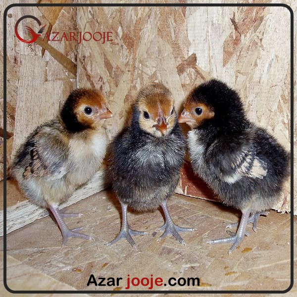 جوجه مرغ سبرایت