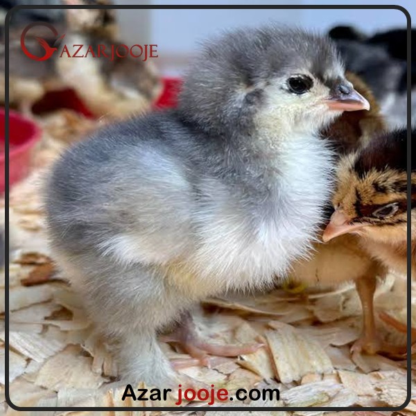 جوجه مرغ و خروس کوشین