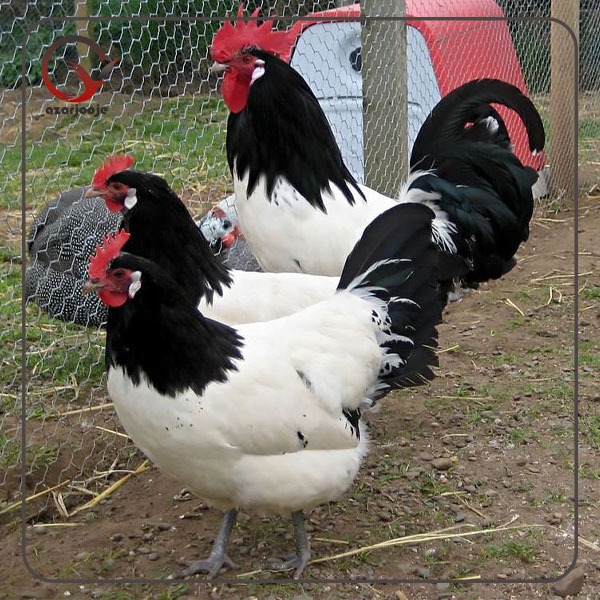 تخم نطفه دار مرغ و خروس نژاد لکنولدرز زینتی گوشتی