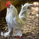 مرغ و خروس بلژیکی