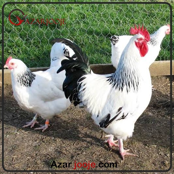 مرغ و خروس ساسکس