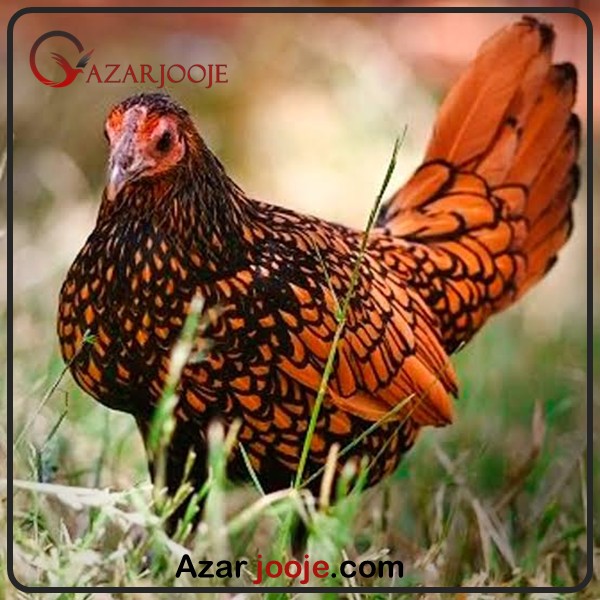 مرغ و خروس سبرایت