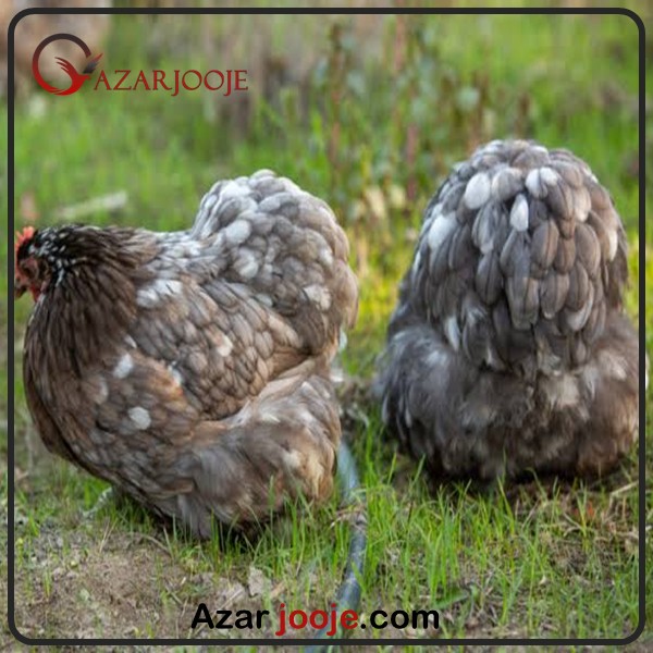 کوشین بانتام