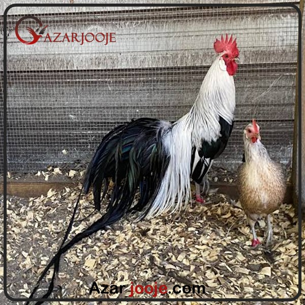 تخم نطفه دار مرغ فونیکس