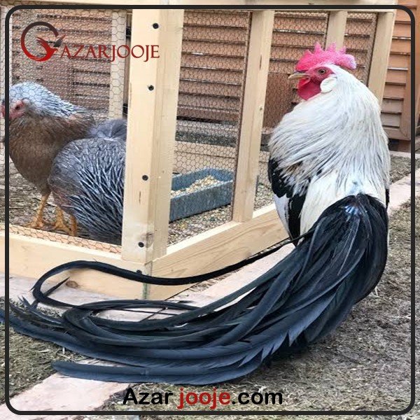 مرغ و خروس فونیکس