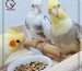 تغذیه در عروس هلندی