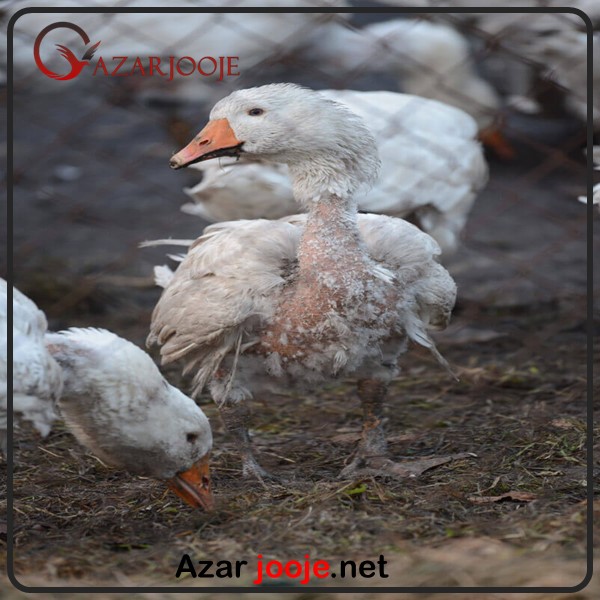 بیماری های قوغاز