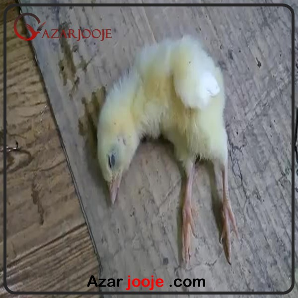 دلیل مرگ جوجه های یک روزه