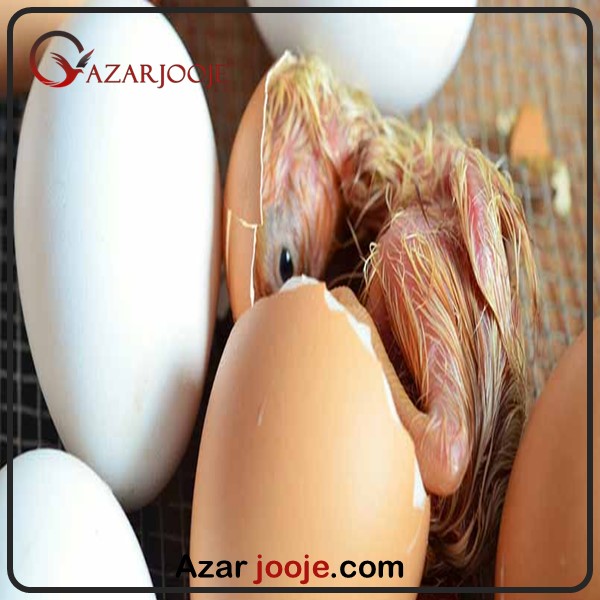 جوجه کشی به روش خشک