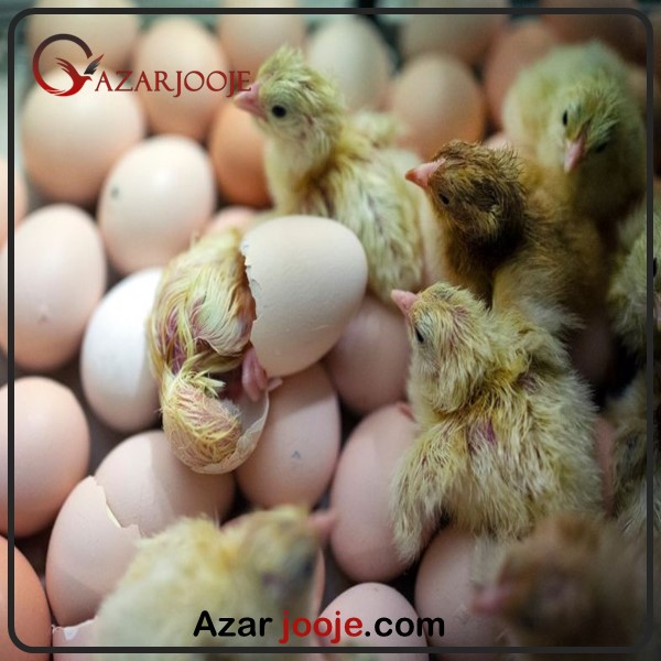 Weakness of chicks after hatching from fertilized eggs