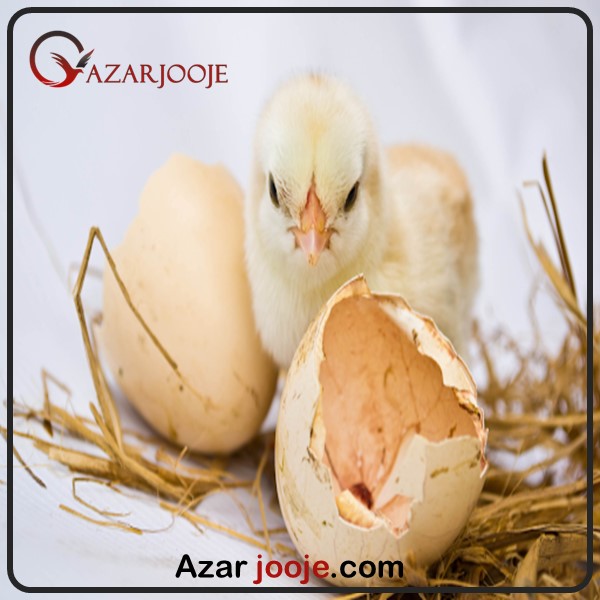 ایا اصلاح ژنتیکی در هچ تخم نطفه دار تاثیر دارد؟