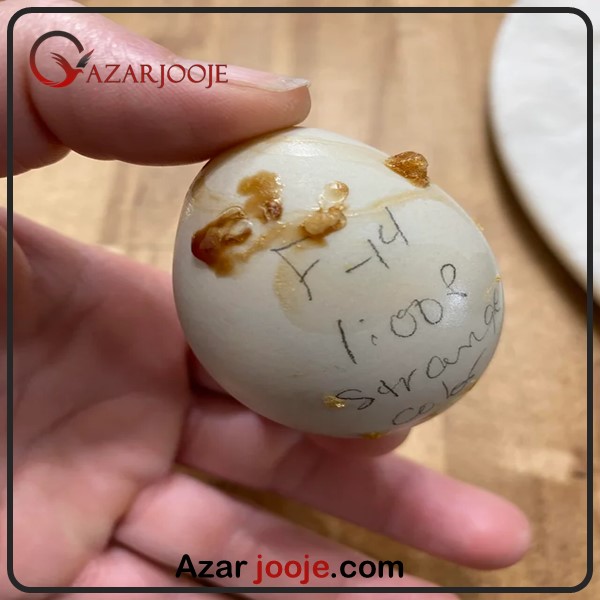 بوی بد داخل دستگاه جوجه کشی و نحوه از بین بردن آن