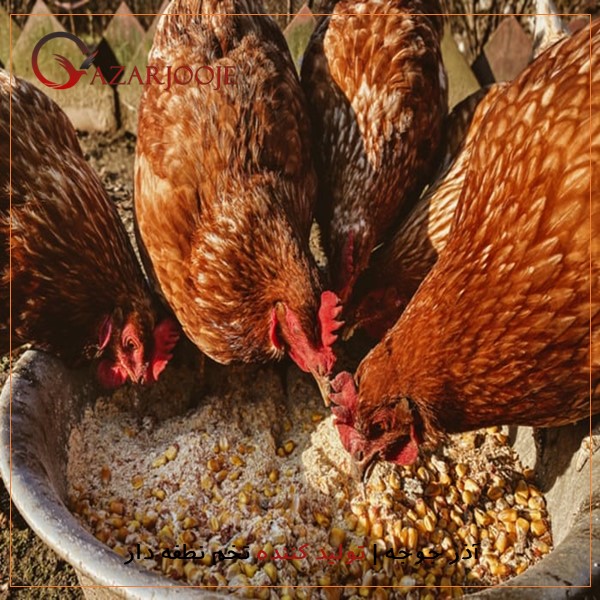تاثیر جیره غذایی ضعیف در رشد طیور