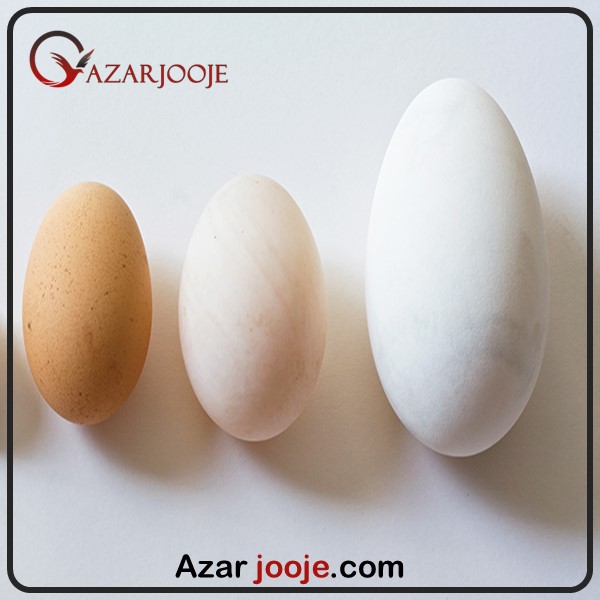 تاثیر سایز تخم در فرایند هچ