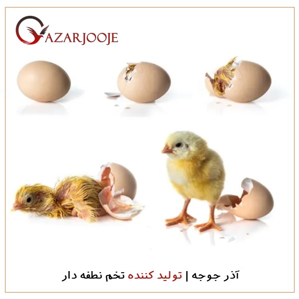 تخم نطفه دار مرغ