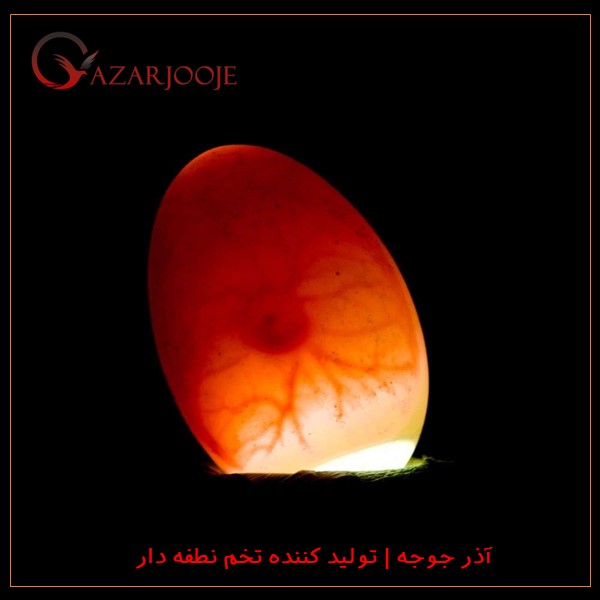 تخم نطفه دار