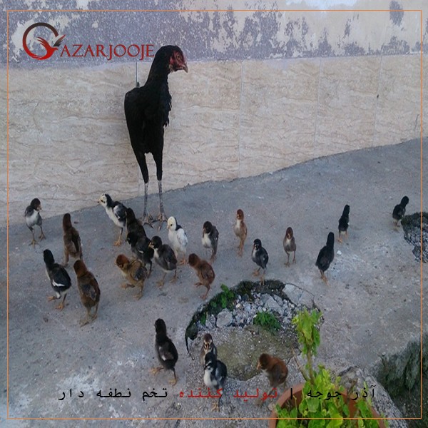 جوجه کشی از تخم لاری