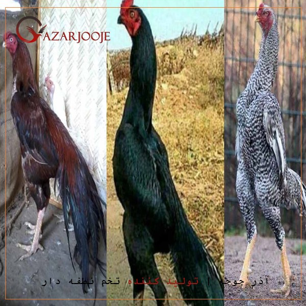 جوجه کشی از مرغ و خروس لاری