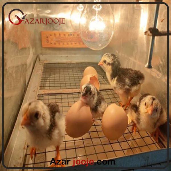 نکات اصلی جوجه کشی استاندارد