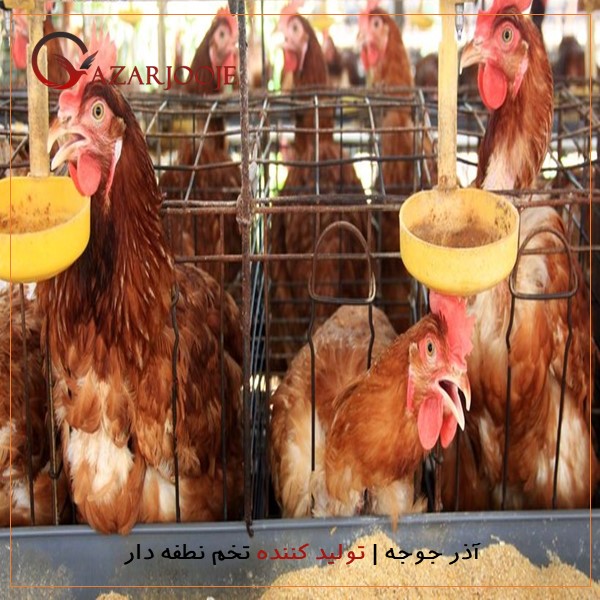 دان ضعیف و پرورش طیور