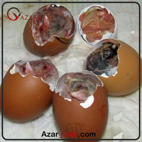 دلایل گیر کردن جوجه در تخم