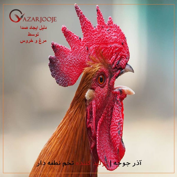 دلیل ایجاد صدای ناهنجار مرغ و خروس