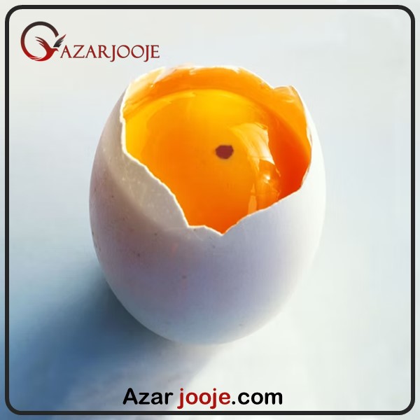 دلیل وجود لکه قرمز و سیاه در تخم مرغ