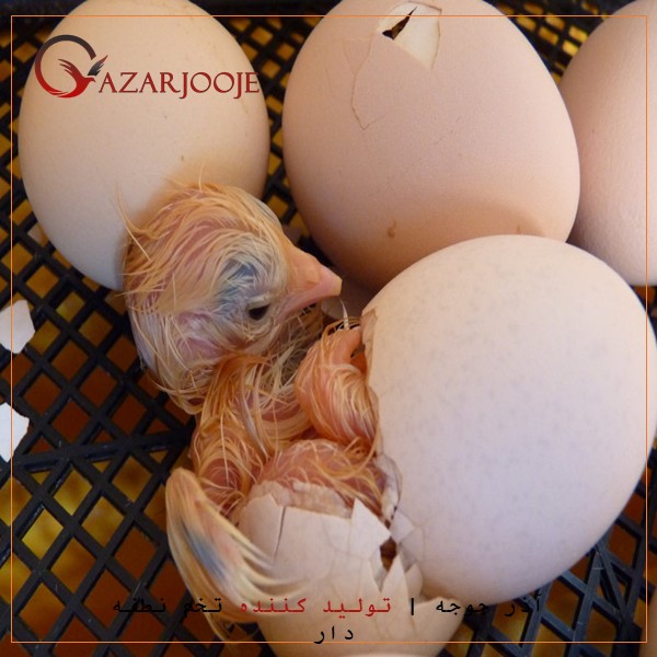 دلیل گیر کردن جوجه در تخم در داخل دستگاه جوجه کشی