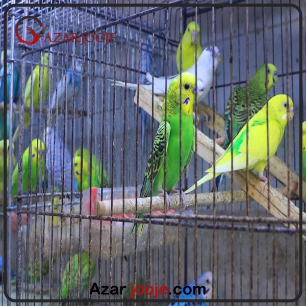 سالن پرورش طوطی