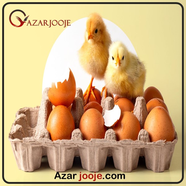 شیوه انبار کردن تخم قبل از جوجه کشی