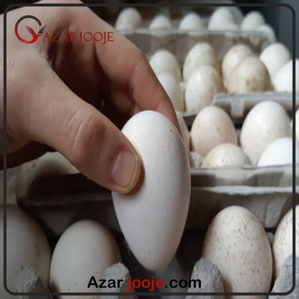 شیوه گذاشتن تخم نطفه دار در زمان انبار