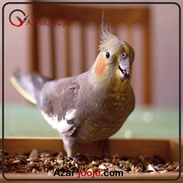 علت خوردن فضله در طوطی عروس