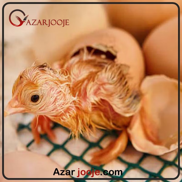 میزان هچ در مرغ اصلاح شده
