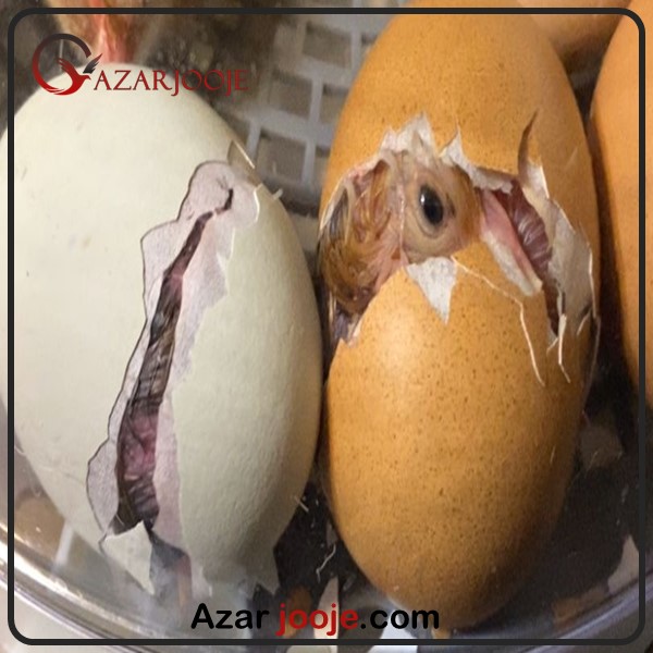 چرا جوجه در تخم گیر می کند