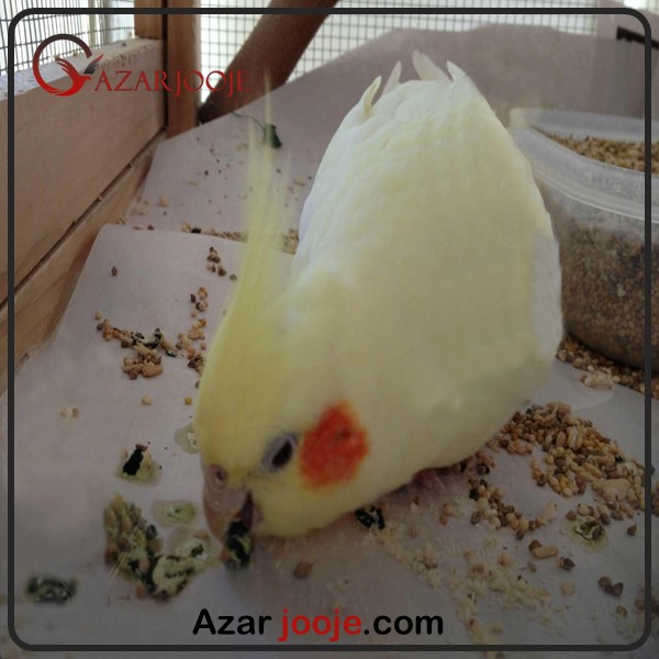 چرا عروس هلندی فضله خود را می خورد ؟